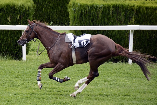 Great Tea Race